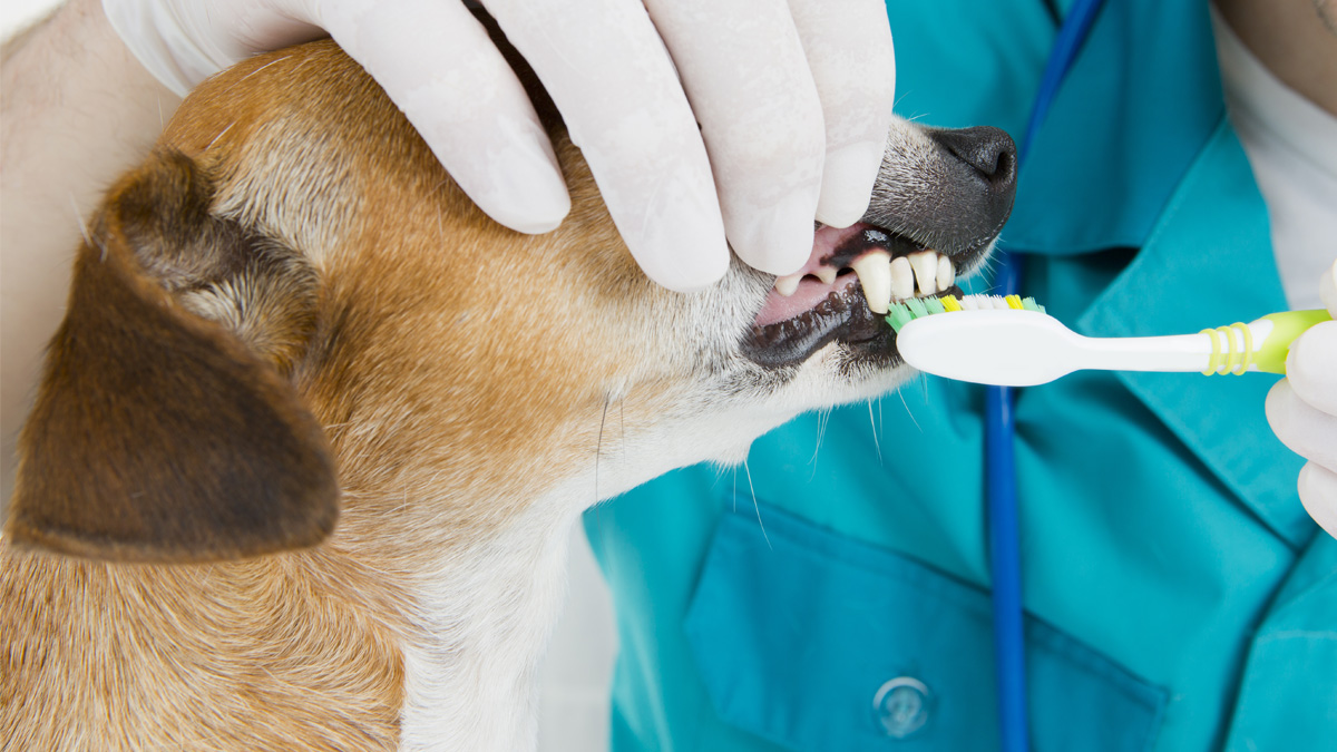 Are Dog Dental Cleanings Safe