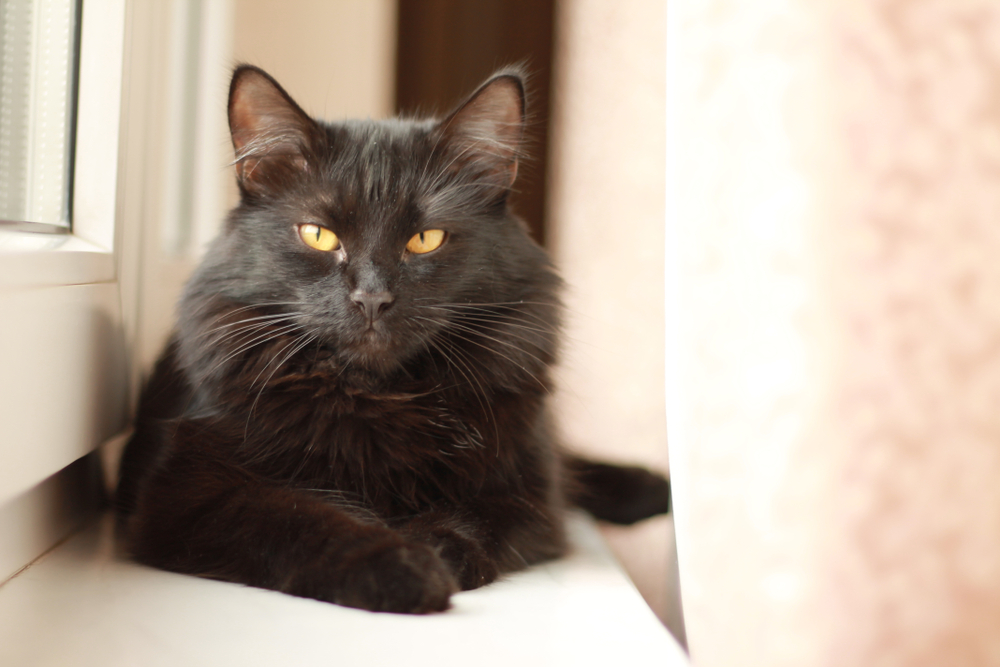 Do Black Cats Live Longer Than Others? BeChewy