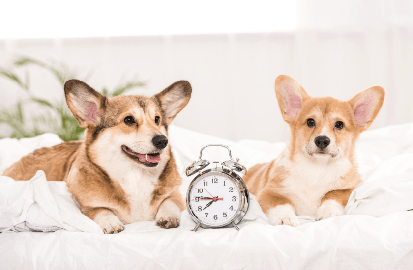 Pet Routines Blog Comfort at Home Pet Services LLC