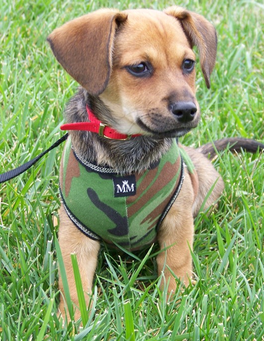 Pet Sitting & Rates Four Footed Pals Pet Service