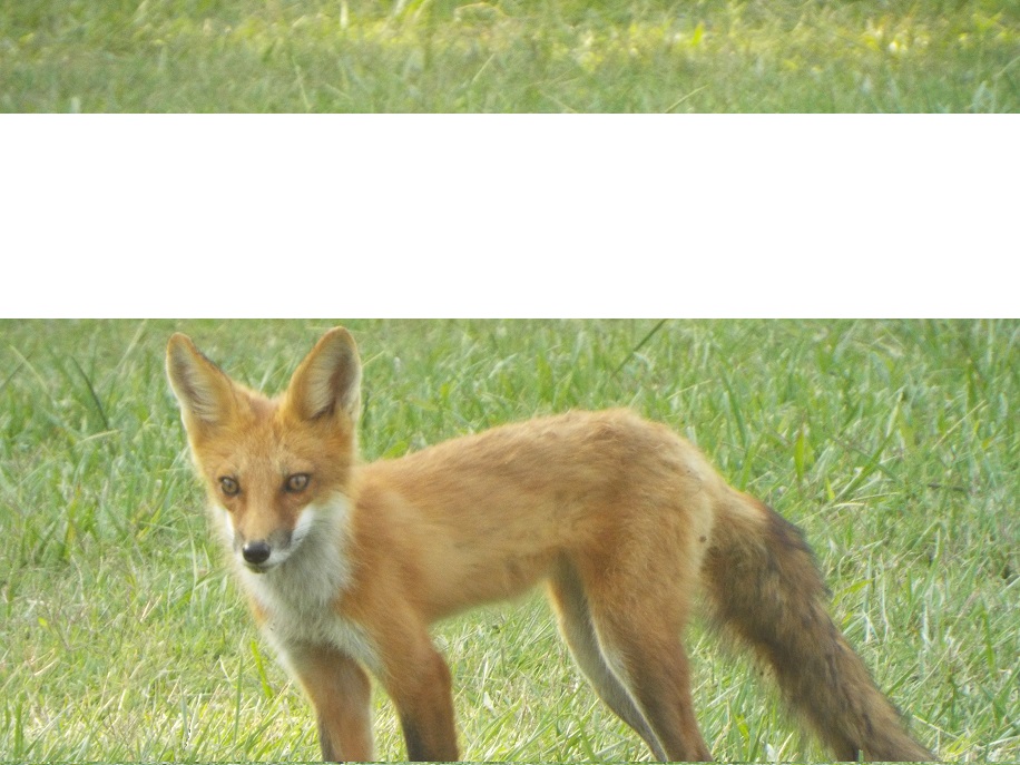 Fox Haven Country Club Sikeston, MO PGA of America