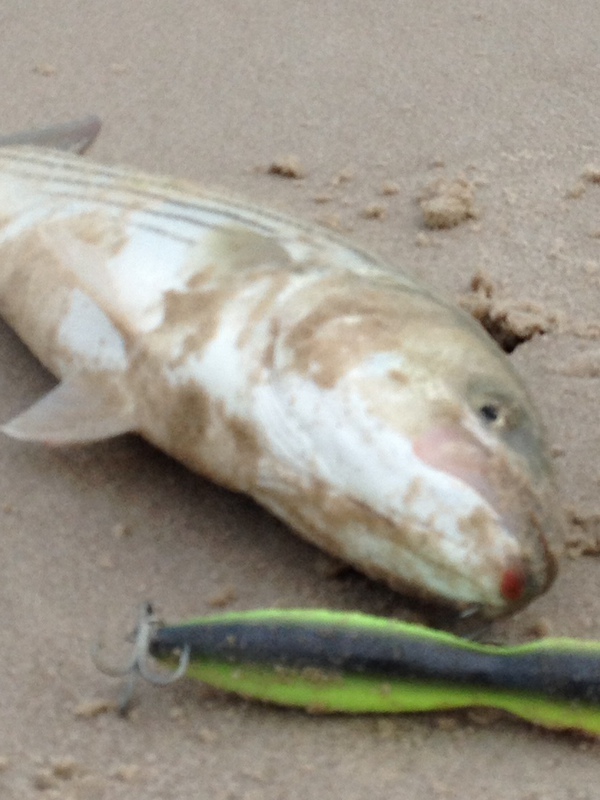 Fishidy