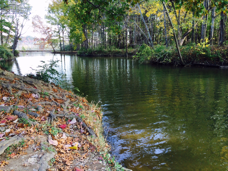 Sycamore Creek TN Fishing Reports, Map & Hot Spots