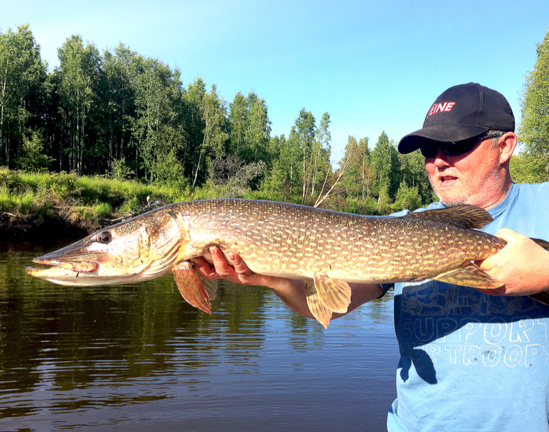 Caught a Northern Pike on Minto Flats Alaska using a KODIAK Custom