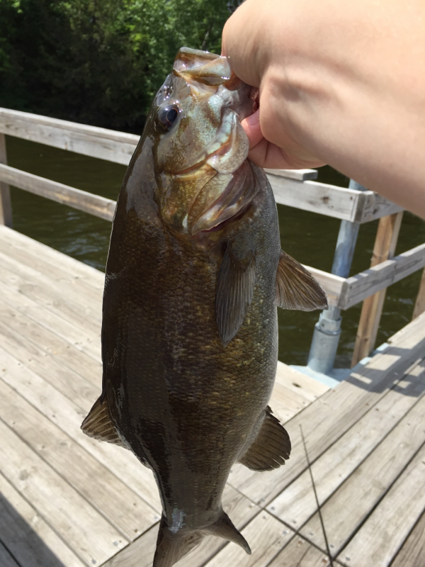 Caught a Smallmouth Bass on Lake Orono using a gray rattle trap