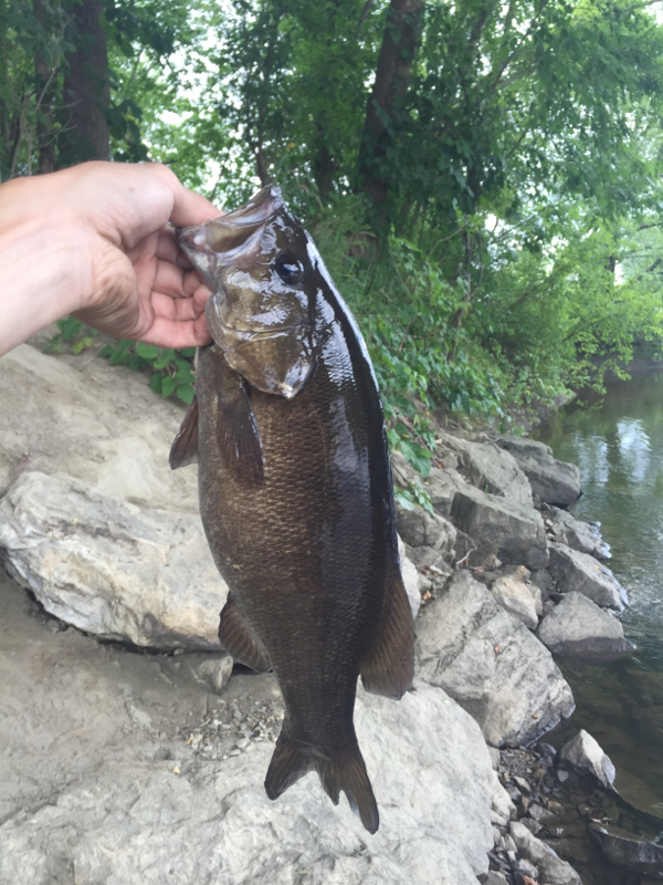 Caught a Smallmouth Bass on Housatonic River using a 10" Ribbon Tail