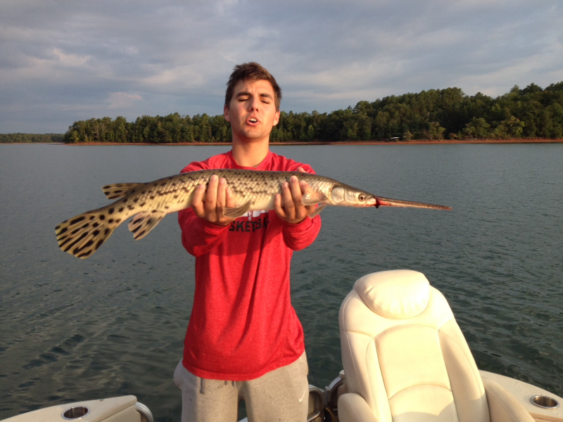 Caught A Longnose Gar On Hartwell Lake Using A Flicker Shad