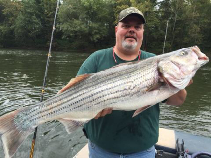 Caught a Striped Bass on Cumberland River Ky (Monroe Co) using a live