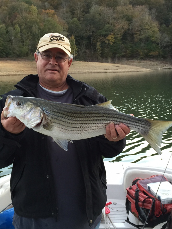 Caught a Striped Bass on Lake Cumberland using a Swim bait