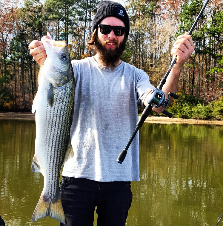Caught a Striped Bass on West Point Lake using a live shad