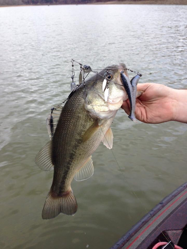 Caught a Largemouth Bass on Lake Cumberland using a Alabama rig