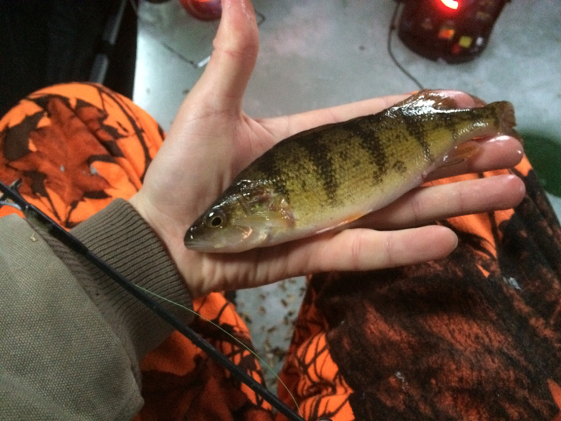Caught a Yellow Perch on Lake Phalen using a waxy