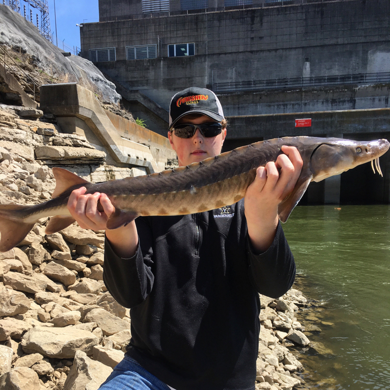 Caught a Lake Sturgeon on Old Hickory Lake using a night crawlers