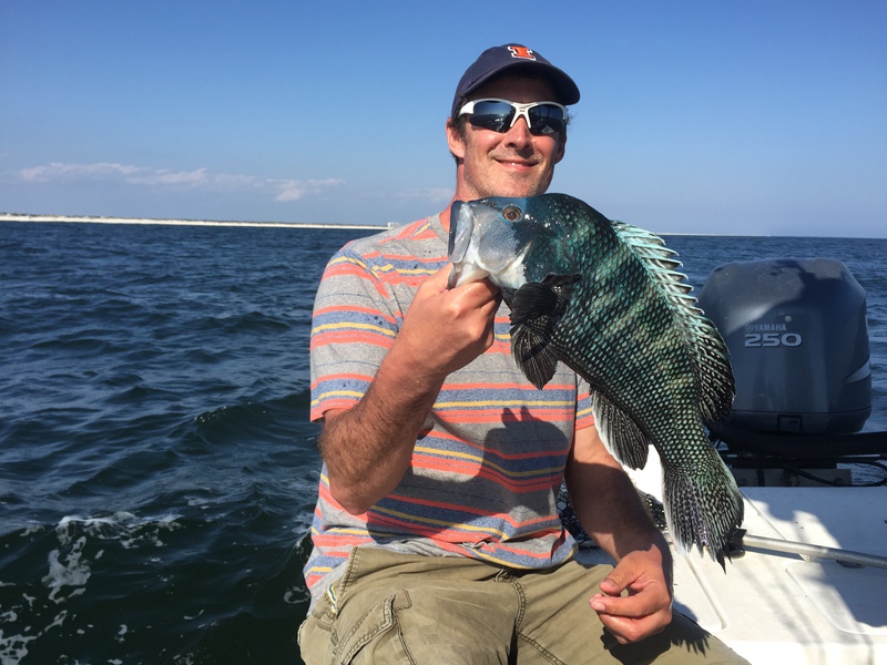 Caught a Black Sea Bass on Gulf of Mexico (Alabama) using a Shrimp