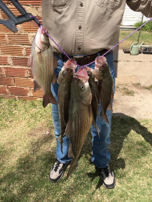 Cheney Reservoir KS Fishing Reports, Map & Hot Spots