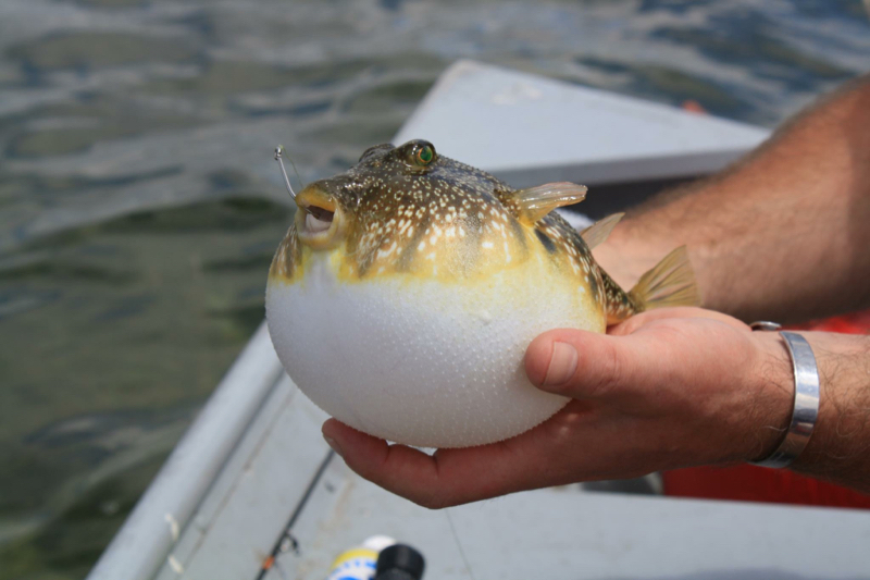 Caught a Puffer on Gulf of Mexico (Florida)