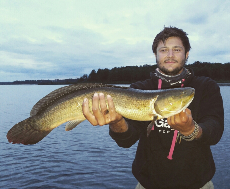 Caught a Bowfin on Lake St. Helen using a Cut Bait