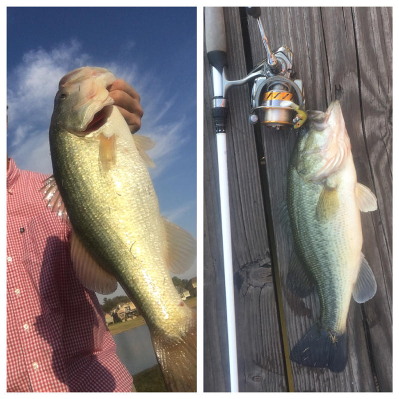 Caught a Largemouth Bass on Old Hickory Lake using a Yum shad/ Underspin