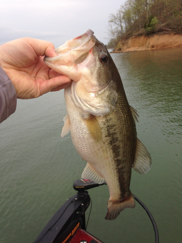 Caught a Largemouth Bass on Kentucky Lake