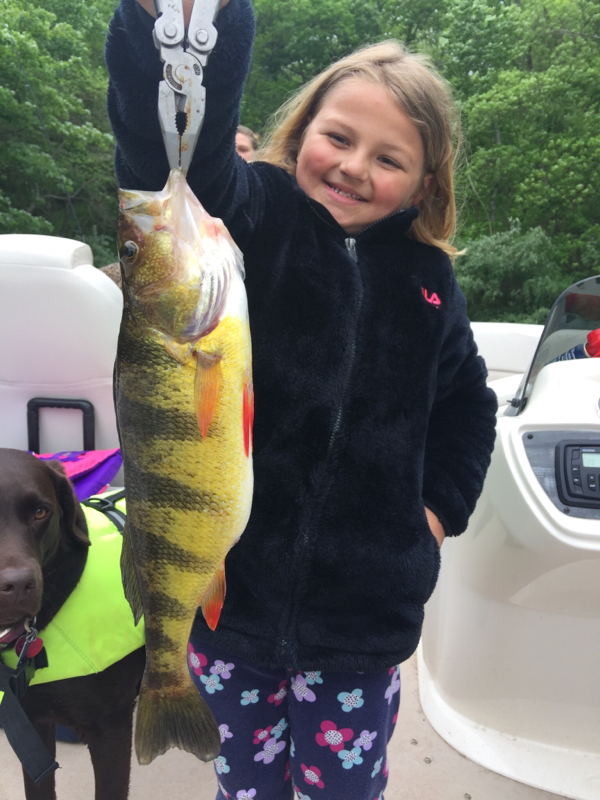 Caught a Yellow Perch on Raystown Lake using a shinner