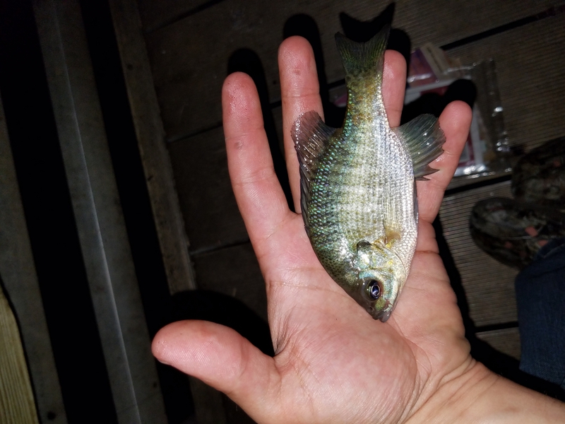 Allison Creek SC Fishing Reports, Map & Hot Spots