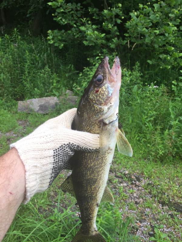 Caught a Walleye on Wallkill River using a jig & Grub