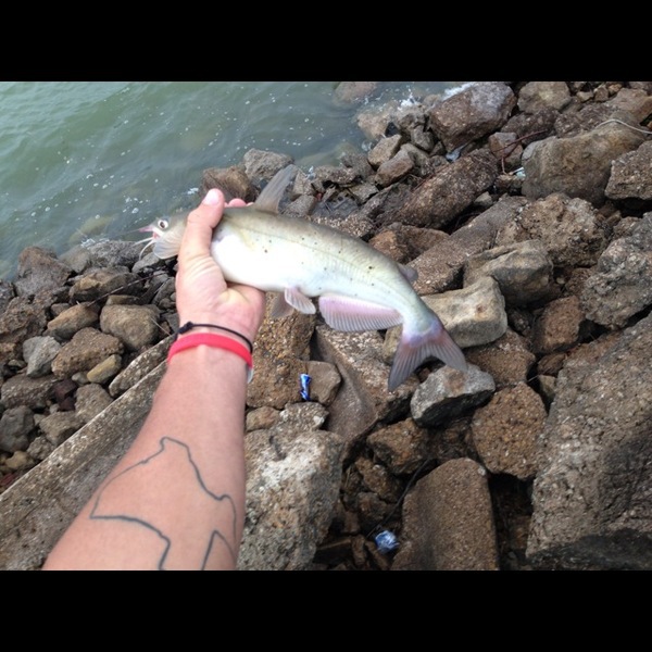 Caught a Channel Catfish on Lake Ray Hubbard using a shad