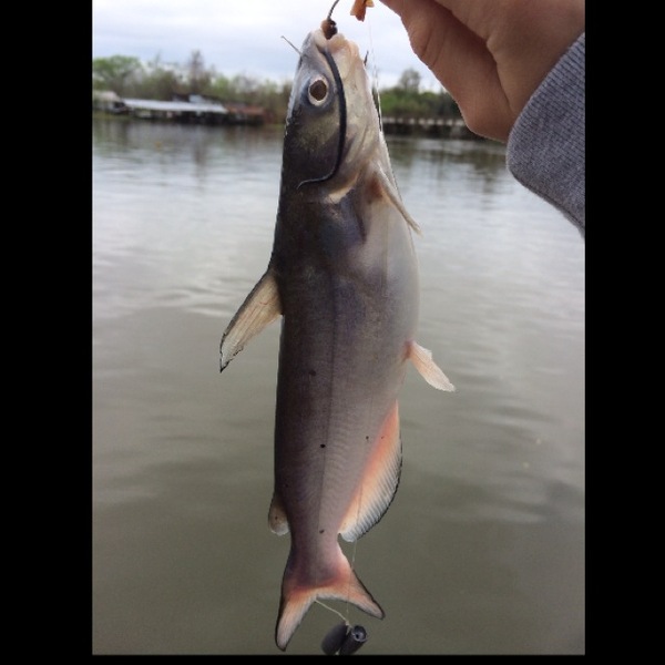 Caught a Blue Catfish on Lac des Allemands using a Worm set up on a