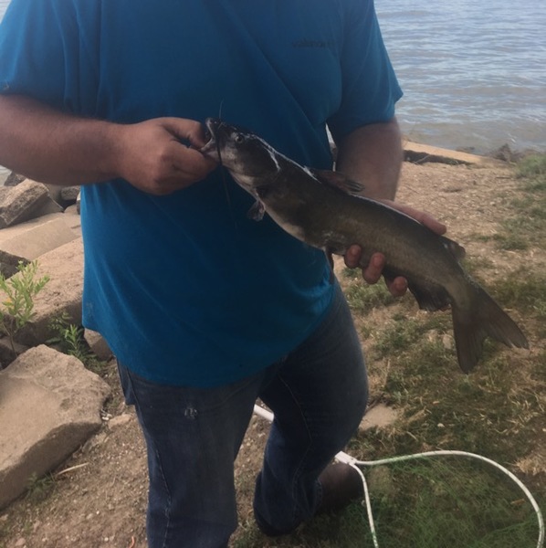 Caught a Channel Catfish on Branched Oak Lake