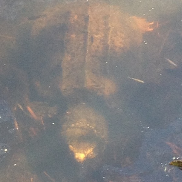 Chain O Lakes Fishing Spots Florida Outdoor