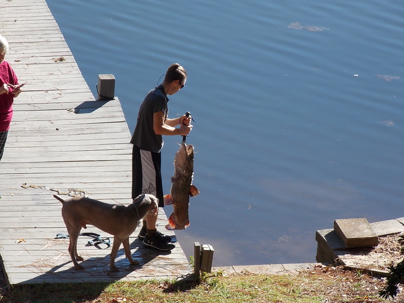 Caught a Flathead Catfish on Lake Greenwood using a Bait