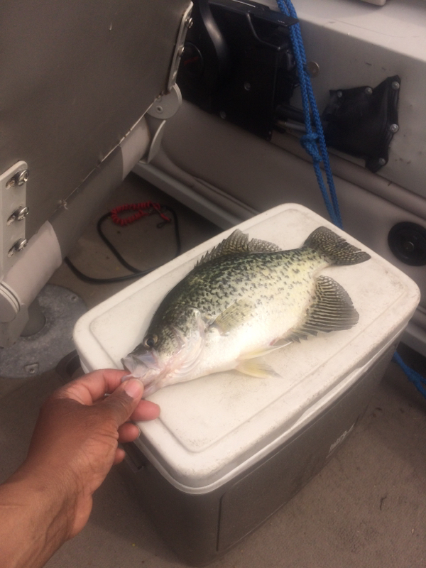 Caught a Black Crappie on Pymatuning Lake using a minnow