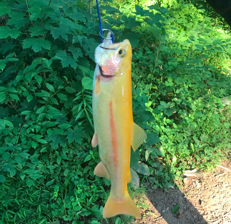 Green Lane Reservoir PA Fishing Reports, Map & Hot Spots