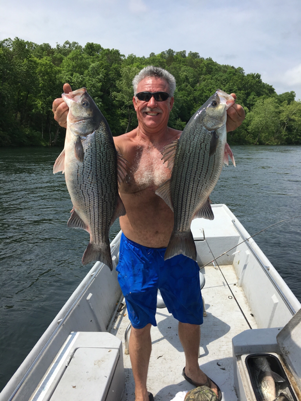 Caught a Hybrid Striped Bass on Norfork Lake
