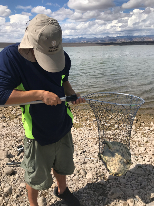 Caught a Big Turtle on Cochiti Lake using a corn