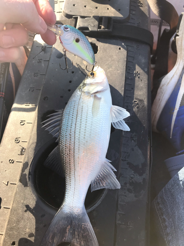 Caught a Striped Bass on Percy Priest Lake using a Spro Little John 50