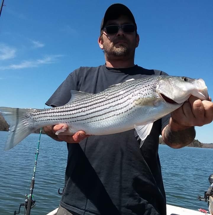 Caught a Striped Bass on Hartwell Lake