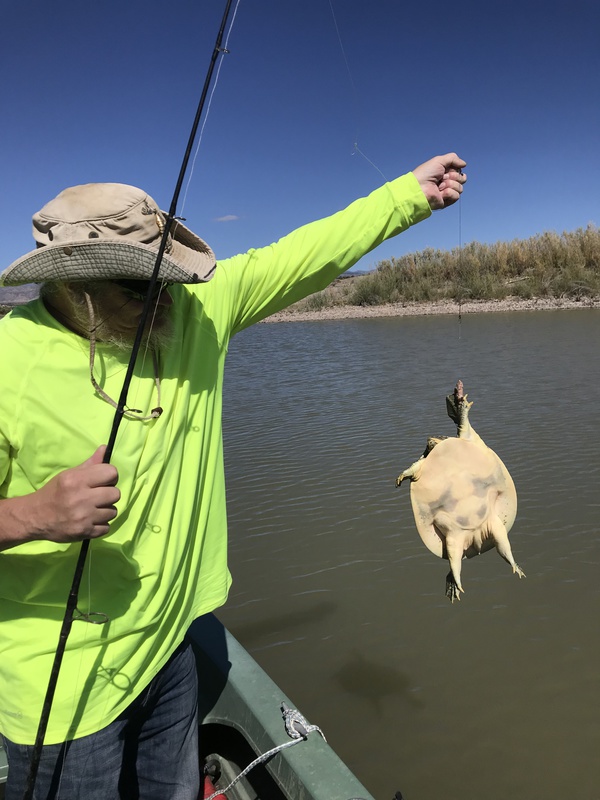 Caught a Softshell Turtle on Cochiti Lake using a liver