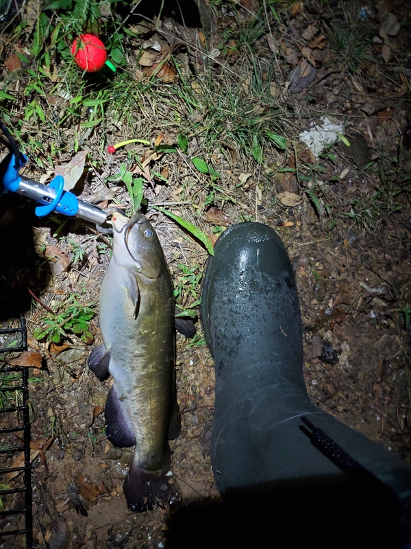 Fishidy