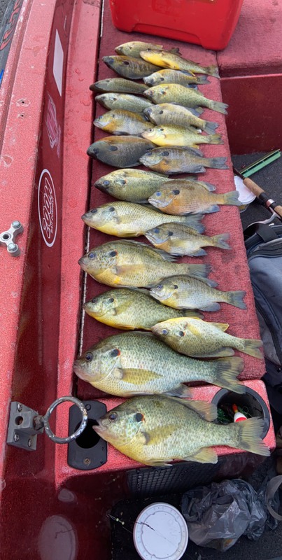 Dale Hollow Lake Tn Fishing Reports, Map & Hot Spots