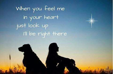 14 Dog Loss Quotes And Images To Help You Cope Playbarkrun