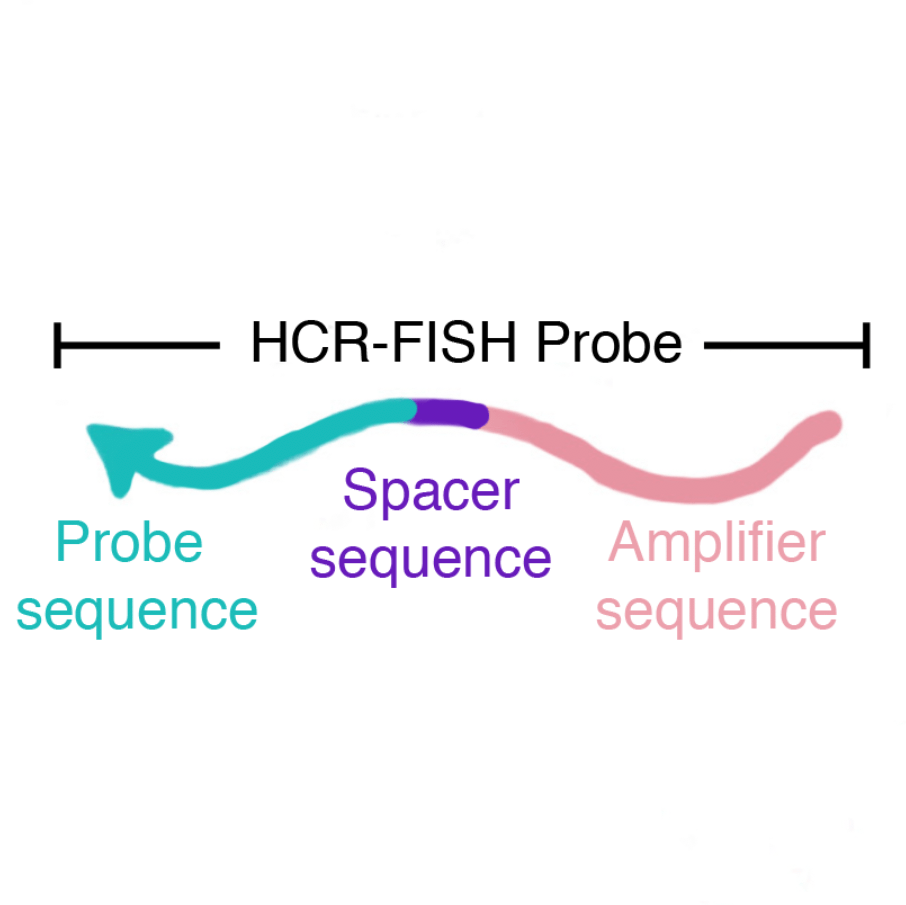 16S rRNA probe design for HCRFISH