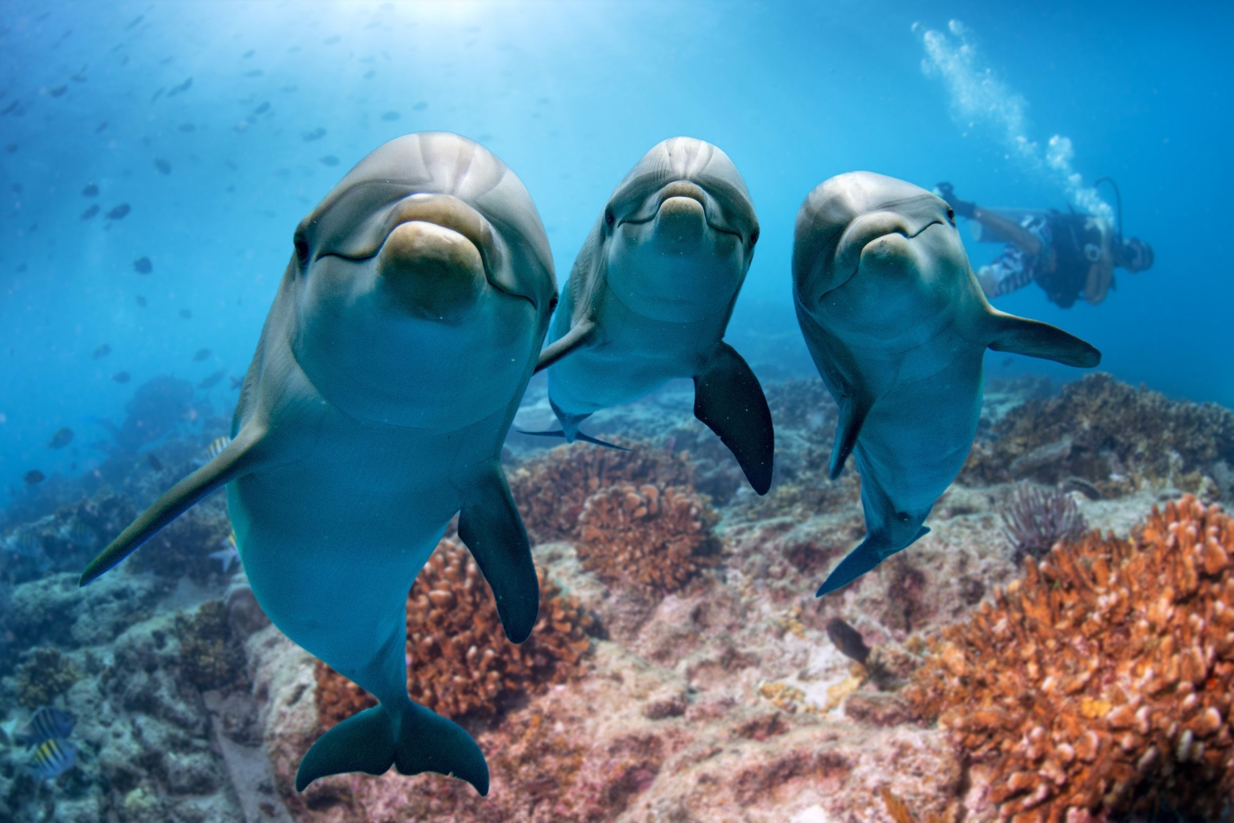 4 conductas muy humanas que te harán pensar de más sobre los delfines