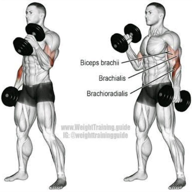 Dumbbell Hammer Curl by Brandon Mathews Exercise Howto Skimble