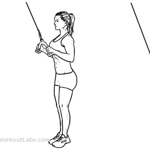 Cable Rope Triceps Pull Down Exercise Howto Workout Trainer by Skimble