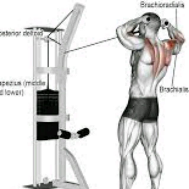 Face Pulls by Markus Rotter Exercise Howto Skimble