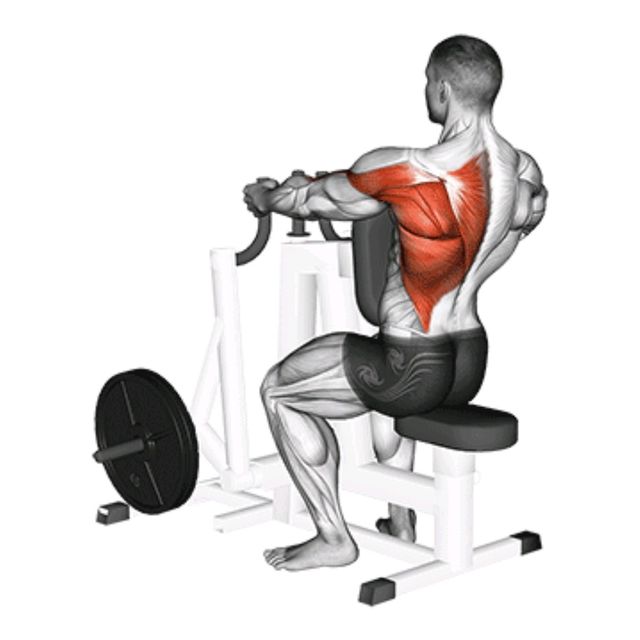 Seated Row Exercise Howto Workout Trainer by Skimble