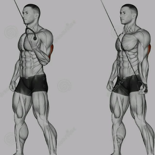 Cable Dual Handle Tricep Extensions Exercise Howto Workout Trainer