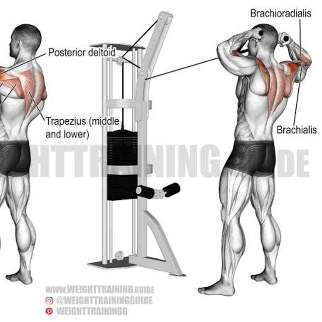 Face Pull by Abdi Ahmed Exercise Howto Skimble
