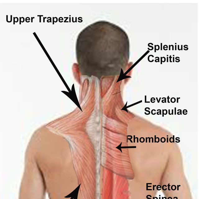 Upper Trapezius and Splenius Capitis massage the entire back of the neck Towards Your Ears with
